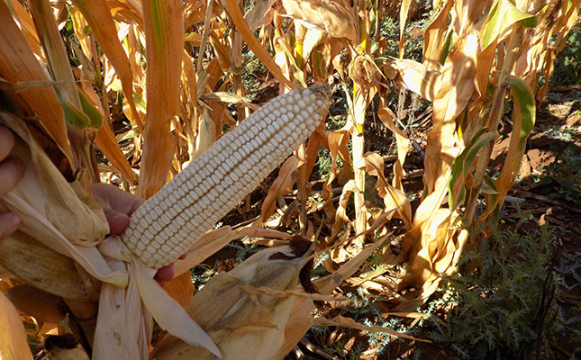 How iron levels in maize have changed over 2 000 years