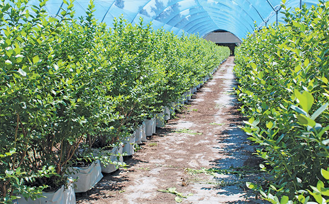 Optimal irrigation for perfect blueberries