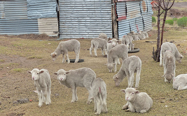 Základný kontrolný zoznam na udržanie zdravých a produktívnych oviec
