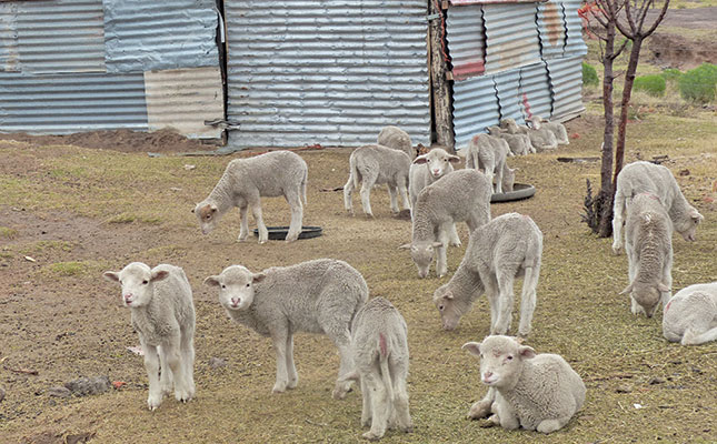 A basic checklist to keep sheep healthy and productive A basic checklist to keep sheep healthy and productive