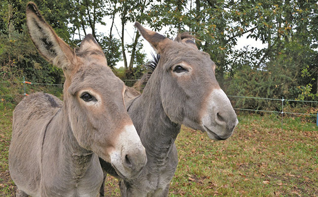 Outcry over continued donkey skin exports