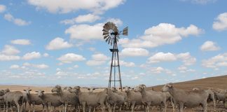 farm land with sheep