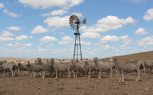 farm land with sheep
