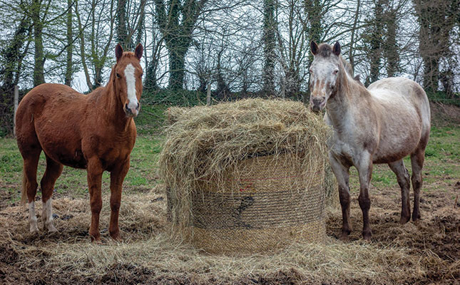 Straw, Lucerne or Hay