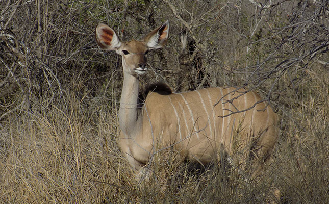SA biltong hunters cautioned to heed Namibian regulations