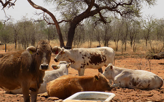 Grave concern as lung sickness spreads among cattle in Namibia Grave concern as lung sickness spreads among cattle in Namibia