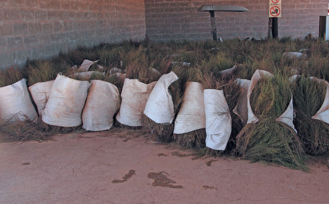 Khoi and San communities to earn over R12 million from rooibos