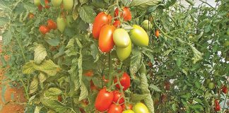 Saladette tomatoes
