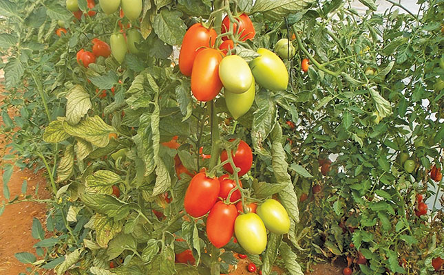 Read this before growing tomatoes Read this before growing tomatoes