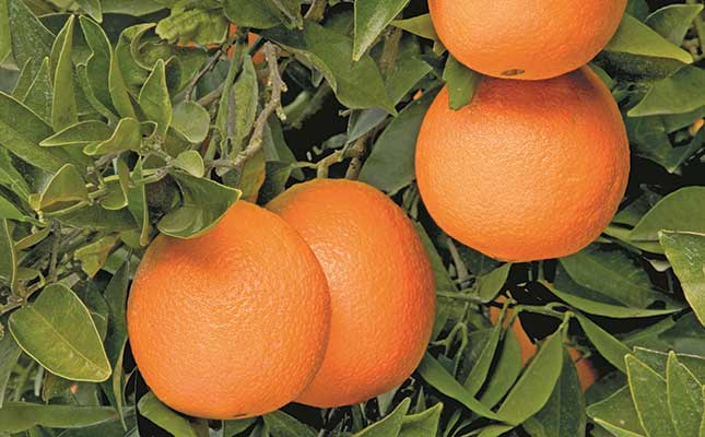 Small reprieve for SA industry as citrus backlog gets go-ahead
