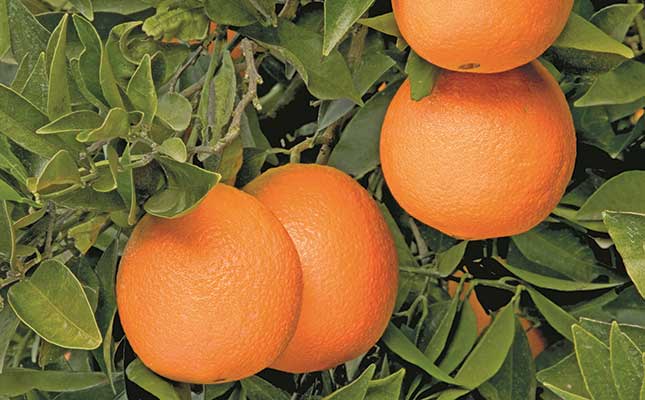 Small reprieve for SA industry as citrus backlog gets go-ahead Small reprieve for SA industry as citrus backlog gets go-ahead