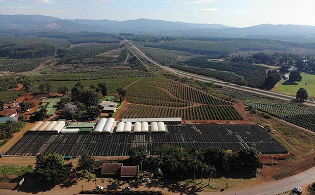 Micro-cloning powers SA avocado production Micro-cloning powers SA avocado production