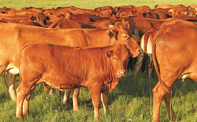 Extreme measure to halt FMD in South Africa justified – RPO Extreme measure to halt FMD in South Africa justified – RPO