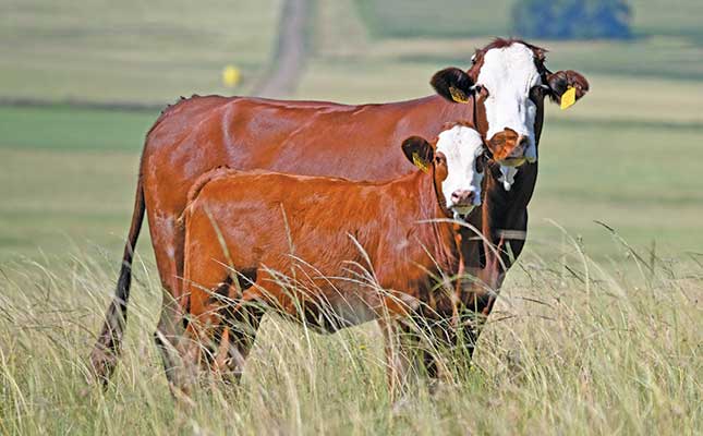 Brafords: the best of two breeds Brafords: the best of two breeds