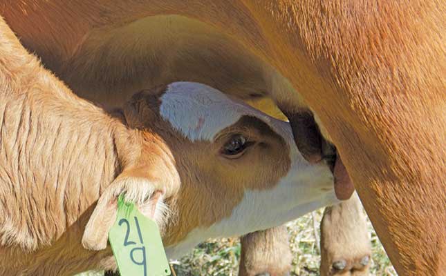Raise weaning weights through good nutrition and fertility