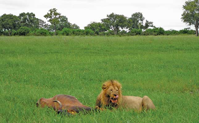 The cattle most at risk from lion attacks