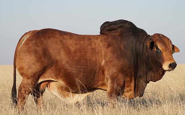 Boran bull smashes SA breed record with R2,3 million price tag Boran bull smashes SA breed record with R2,3 million price tag
