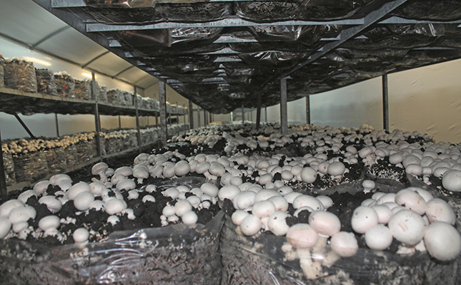 Slow turnaround for SA’s mushroom market