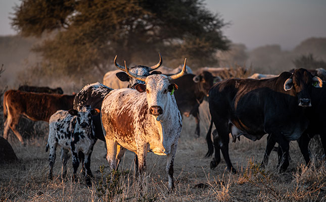 ‘FMD still poses a major threat to SA livestock’