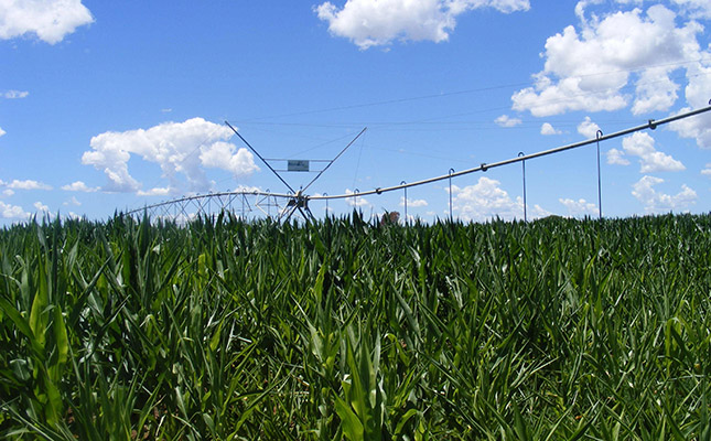Namibia’s record white maize harvest could rein in imports Namibia’s record white maize harvest could rein in imports