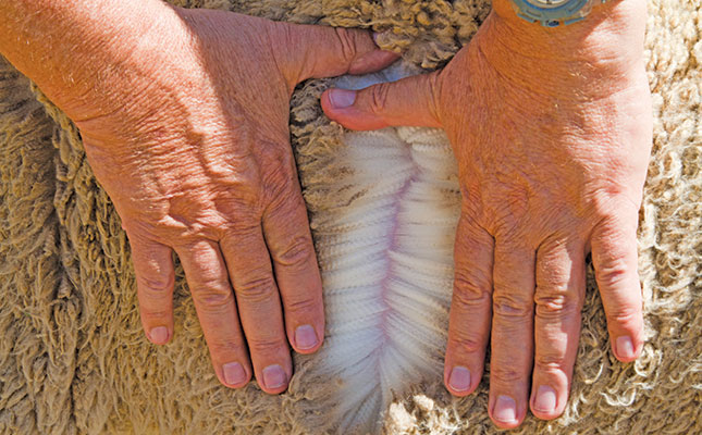 Government urged to intervene in SA’s ‘biggest-ever wool crisis’ Government urged to intervene in SA’s ‘biggest-ever wool crisis’