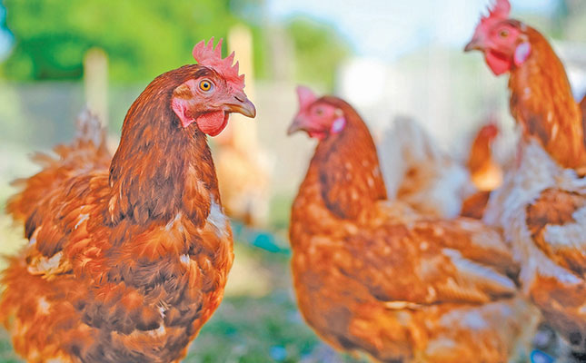 First-aid basics for small-scale poultry farmers