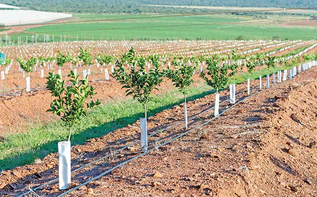 How an SA producer grows 70 000t of citrus a year