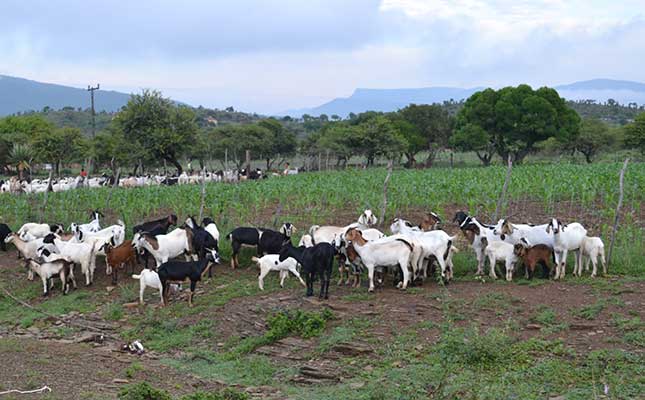 Working together to control parasites in livestock