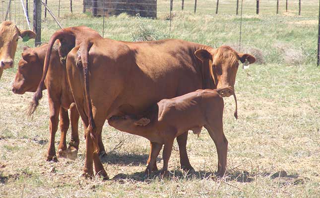 Concern about FMD-vaccinated cattle not being branded