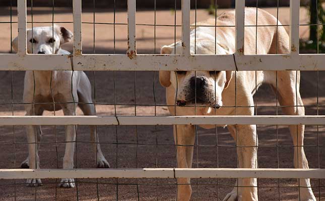SA dog breeders warned about canine brucellosis