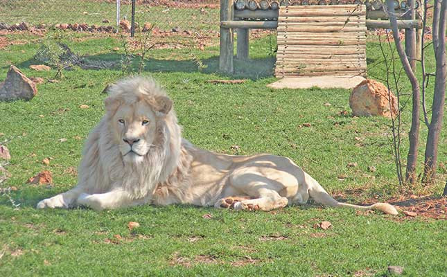 Proposed new legislation could ‘save SA’s iconic species’