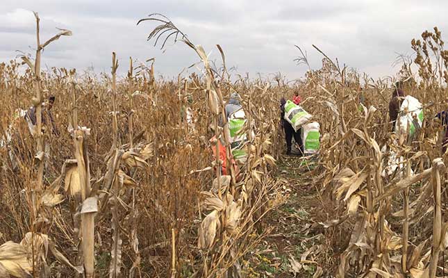 Water-logged lands force grain, oilseed farmers to harvest by hand Water-logged lands force grain, oilseed farmers to harvest by hand
