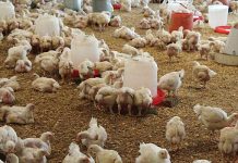 poultry farming business plan south africa pdf download