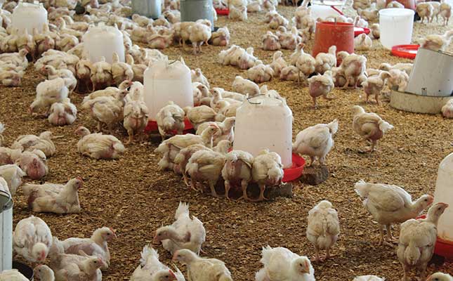 Using micro-organisms to improve profitability in poultry production