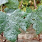 Powdery mildew mainly attacks the green parts of grape vines, such as the leaves.