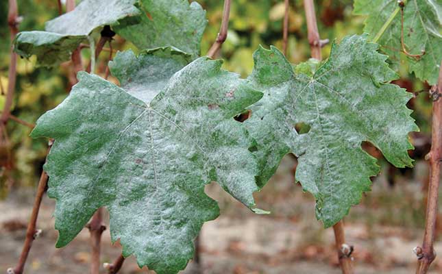 How to control powdery mildew in vineyards