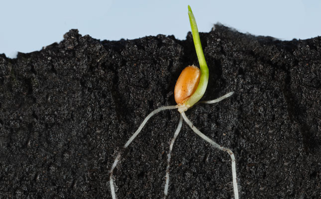 Global solutions for grain crops Global solutions for grain crops