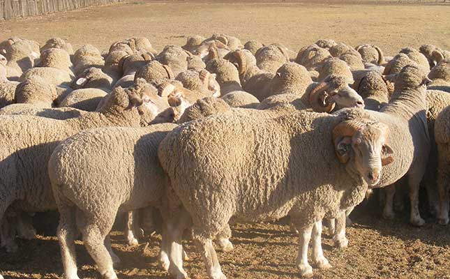 SA wool producers ‘elated’ about re-opening of the Chinese market SA wool producers ‘elated’ about re-opening of the Chinese market