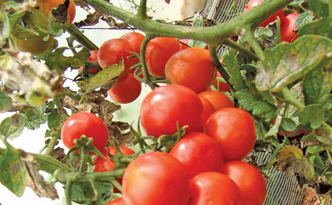 Understanding a tomato seedling’s instincts