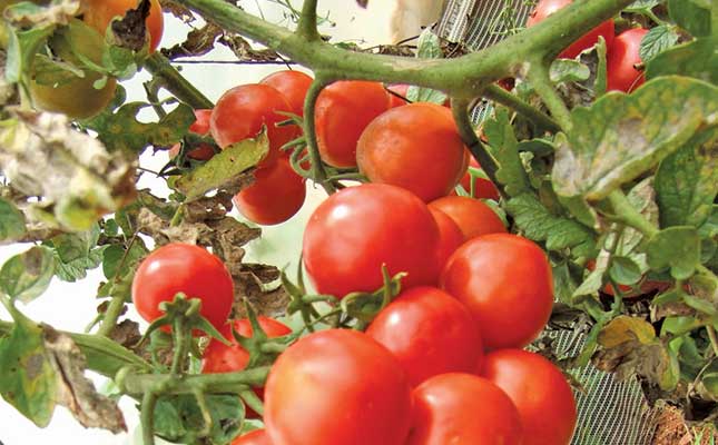 Understanding a tomato seedling’s instincts Understanding a tomato seedling’s instincts