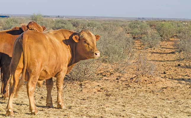 Farmers and government clash over stray livestock Farmers and government clash over stray livestock