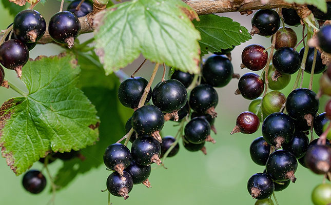 Top US fruit marketers set sights on Canada for berry production