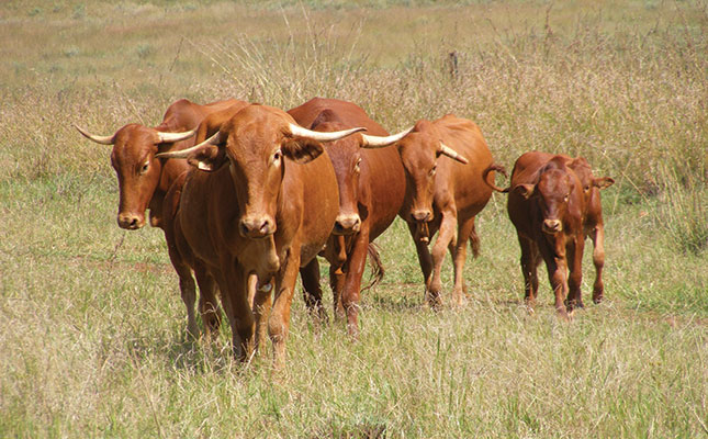 How to optimise beef cattle production