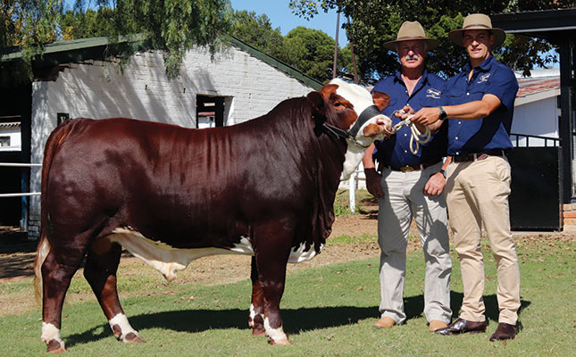 Fertility and meat quality: the traits driving the growing demand for Brafords Fertility and meat quality: the traits driving the growing demand for Brafords