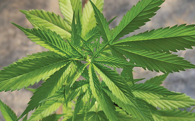 Growing hemp: SA takes a step closer to commercial cultivation Growing hemp: SA takes a step closer to commercial cultivation
