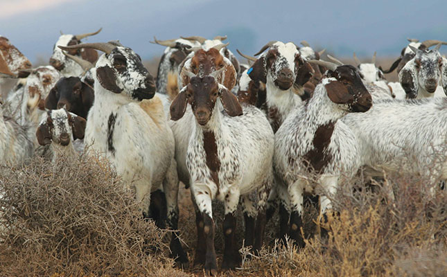 Domorodé poľné kozy: ideálna voľba do extrémnych podmienok