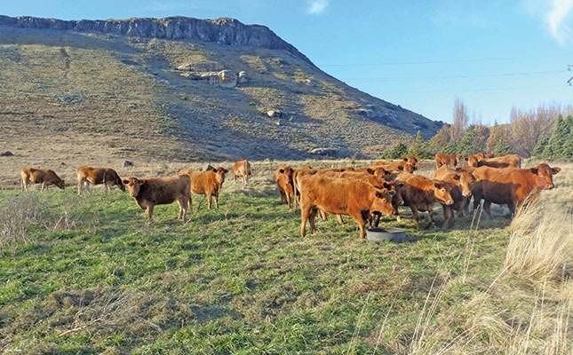 Kravy a jalovice z južného Devonu: ústredný pilier efektívnosti chovu