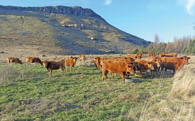 South Devon cows and heifers: the central pillar of stud efficiency