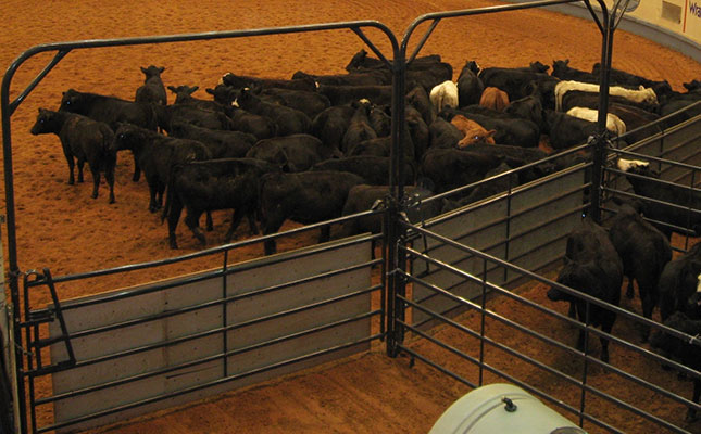 Cattle industry welcomes lifting of ban on livestock movement Cattle industry welcomes lifting of ban on livestock movement