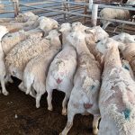 It is estimated that at least 1 000 sheep in the Northern Cape have been infected with sheep scab, which poses a serious threat to the province’s flock, according to the Northern Cape Red Meat Producers’ Organisation.